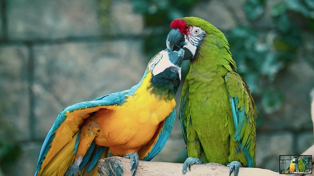 Free Animals Parrot photo and picture
