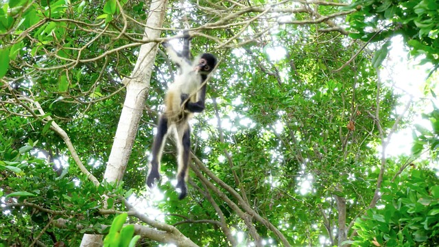 Free Ape Animal photo and picture