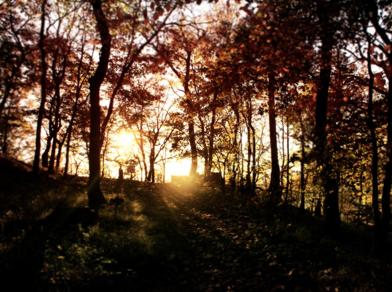 Forest Fall Nature - Free photo on Pixabay - Pixabay