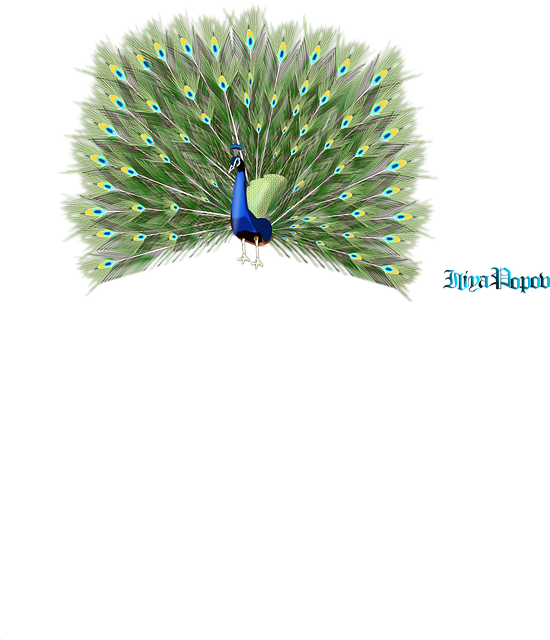 Pauw, Vogel, Dieren, Staart, Model