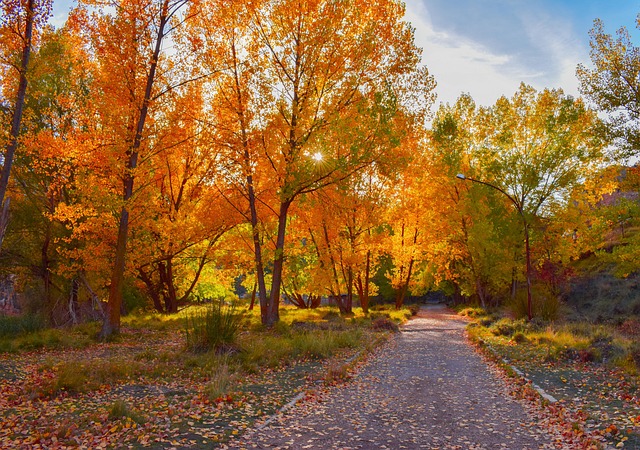 Free Autumn Sheets photo and picture