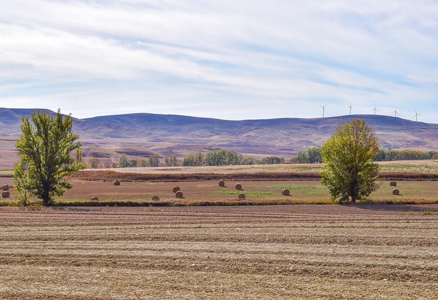 Free Hay Trees photo and picture