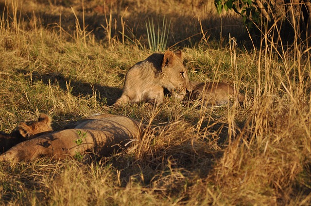 Free Lions Lioness photo and picture