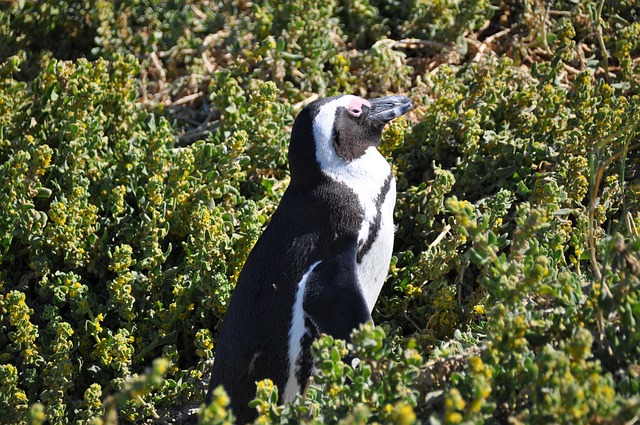 Free South African Penguin Penguin photo and picture