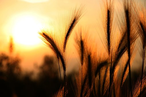 Free Wheat Crop photo and picture