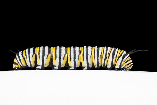 Free Caterpillar Monarch photo and picture
