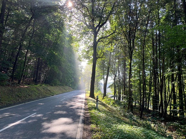 Duitsland, Woud, Zon, De Schaduw, Natuur