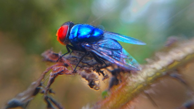 Flies Blue - Free photo on Pixabay - Pixabay