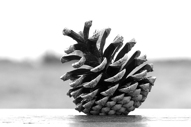pine cone, woods, forest, nature, tessellation, pattern