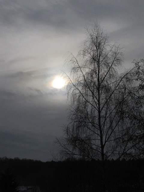 Grau, Trauer, Birke, Baum, Herbst
