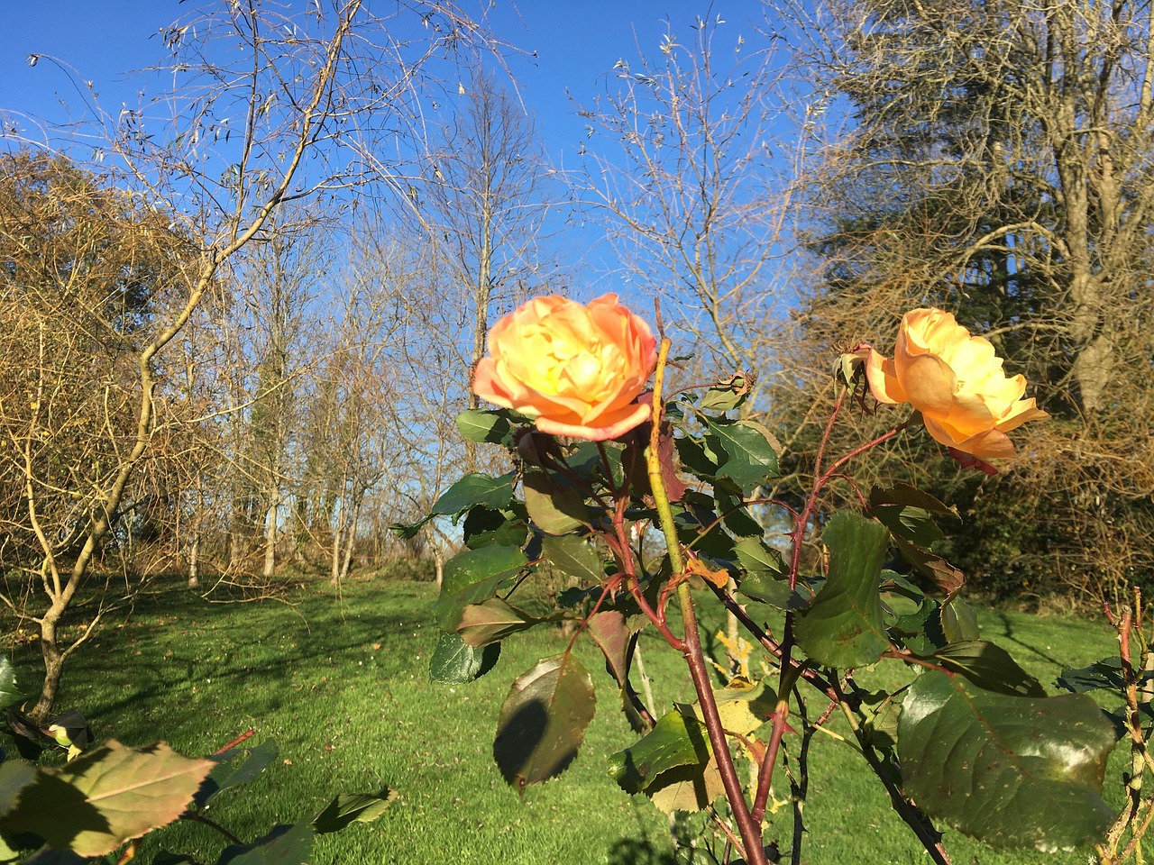 Autumn Last Roses - Free photo on Pixabay - Pixabay