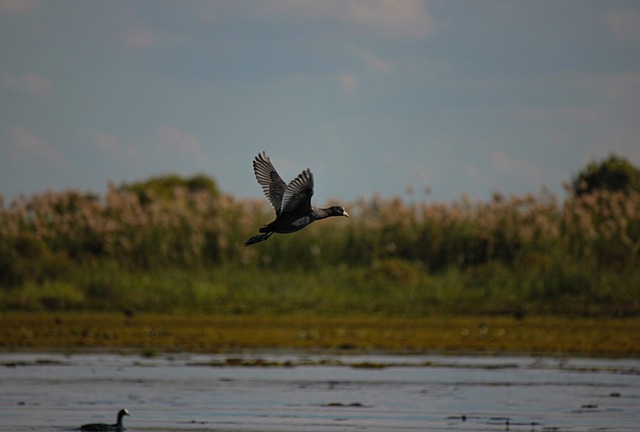 Free Coot Eurasian Coot photo and picture