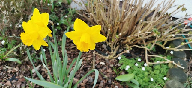 Free Clove Yellow photo and picture