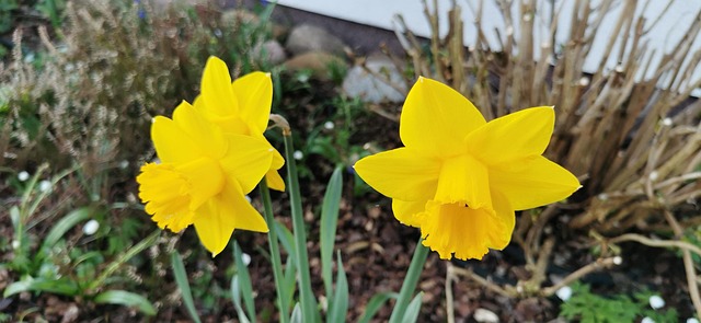 Free Clove Yellow photo and picture