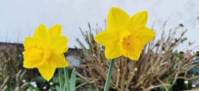 Free Clove Yellow photo and picture