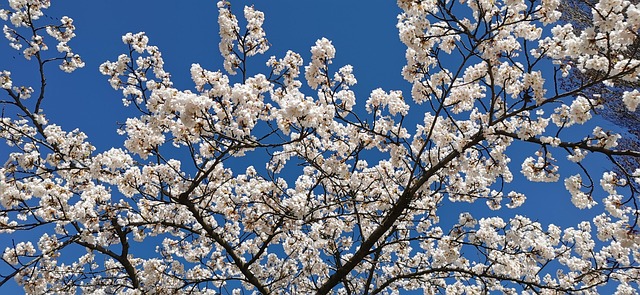 Free Cherry Blossom Tree photo and picture