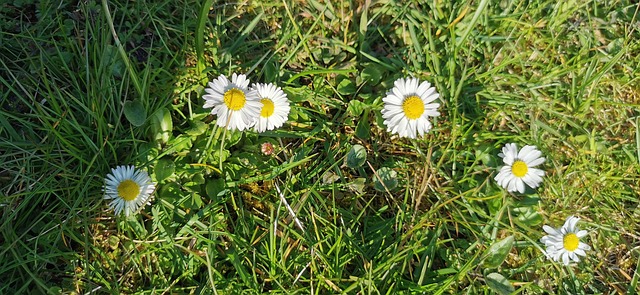Free Daisy Garden photo and picture