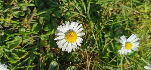 Free Daisy Garden photo and picture