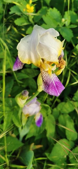 Free Flower Garden photo and picture