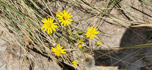 Free Flower Yellow photo and picture
