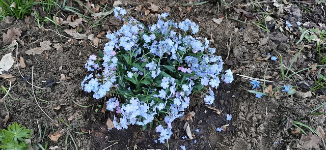 Free Flower Blue photo and picture