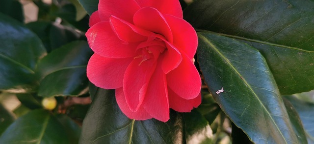 Free Jasmin Flower photo and picture