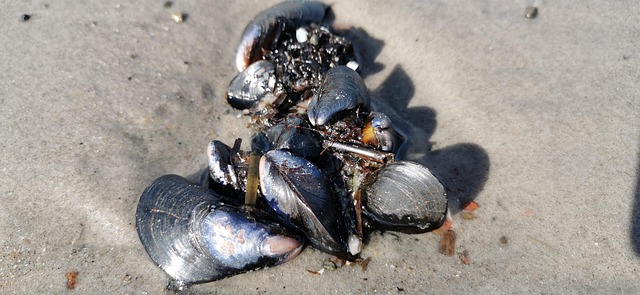 Free Shellfish Sea photo and picture