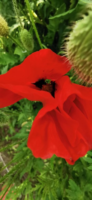 Free Poppy Summer photo and picture