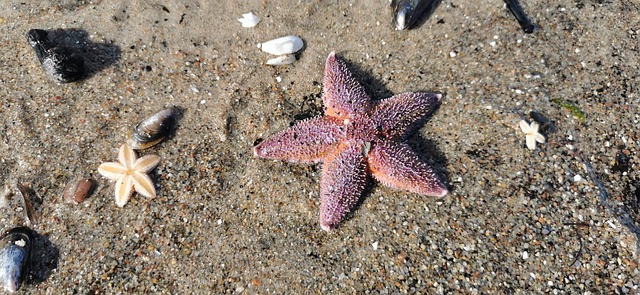 Free Starfish Baltic Sea photo and picture