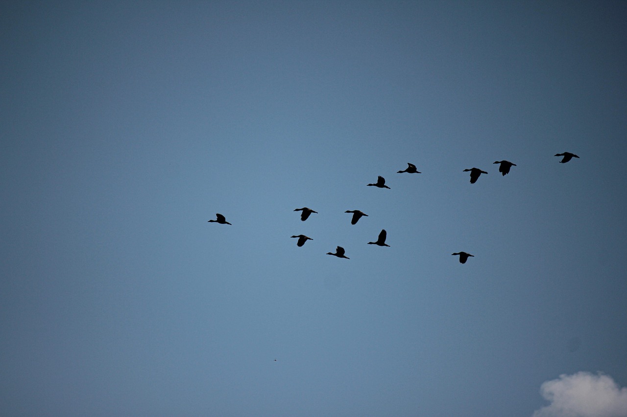 Flock Of Birds Ducks Free photo