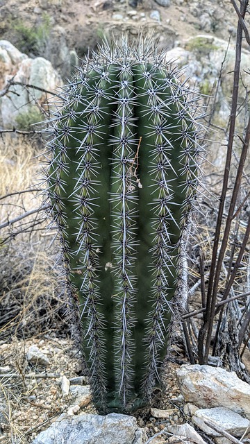 Free Cactus Desert photo and picture
