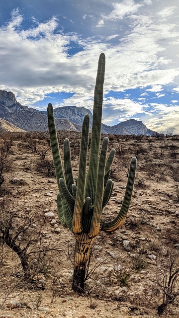 Free Cactus Desert photo and picture