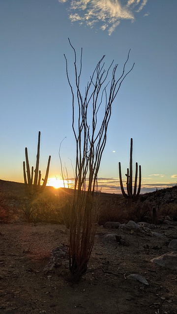 Free Desert Arizona photo and picture