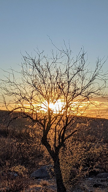 Free Desert Tree photo and picture