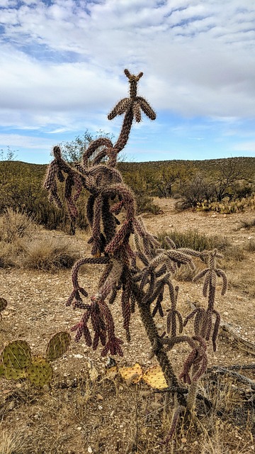 Free Desert Cactus photo and picture
