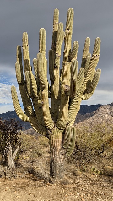 Free Cactus Arizona photo and picture