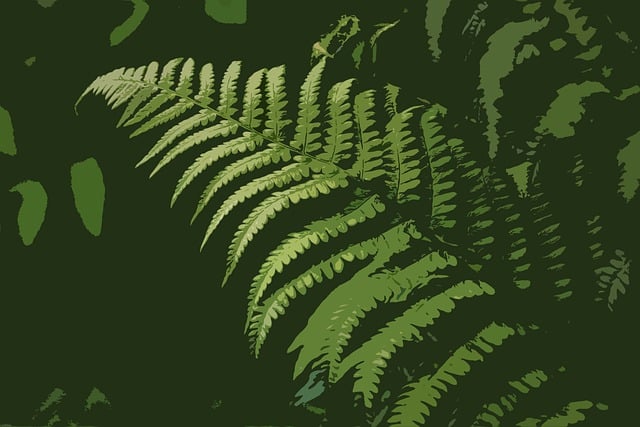 Free bracken plant forest illustration