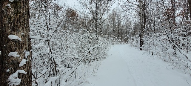 Free Winter Snow photo and picture