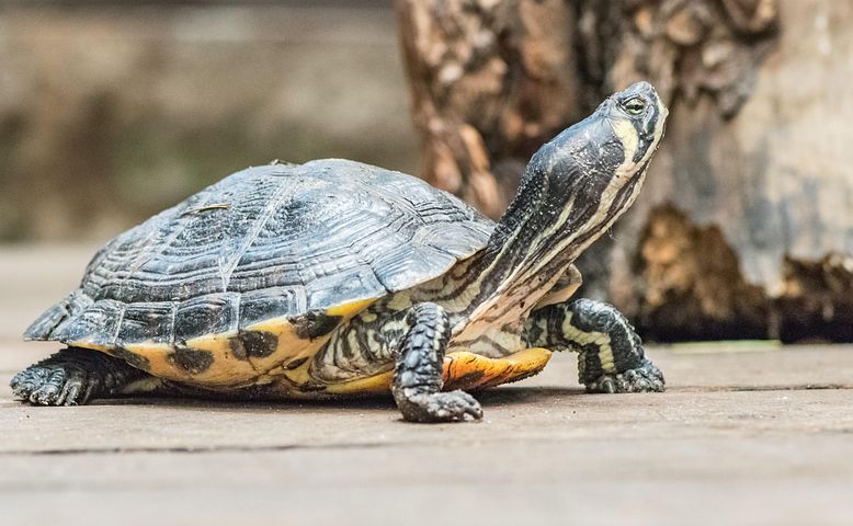 Shell Turtle Animals 500+ Free Turtle Shell & Turtle Photos