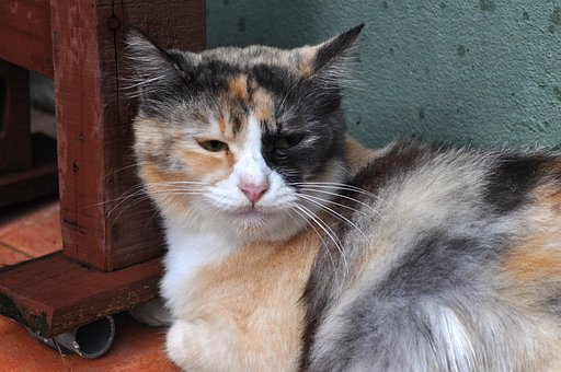 Kat, Kæledyr, Slikker, Dyr, Tabby Kat