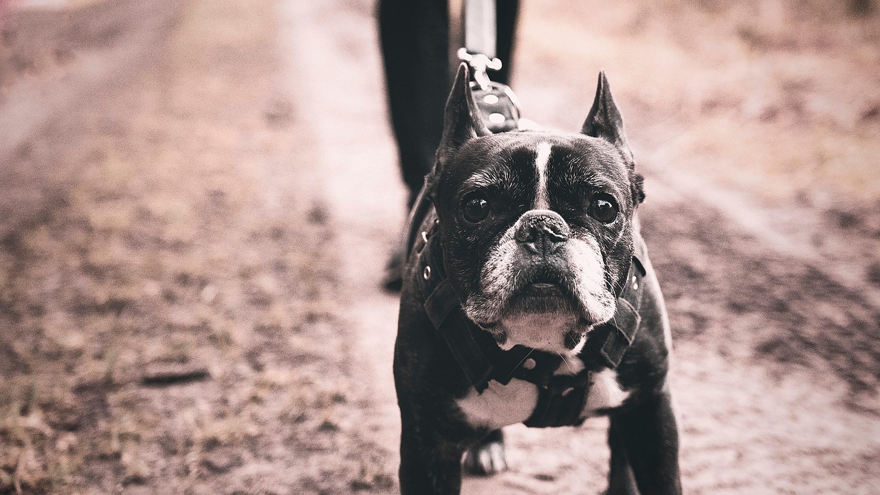 フレンチ ブルドッグ 犬 黒と白 Pixabayの無料写真 フレンチ ブルドッグ 犬 黒と白 Pixabayの無料写真