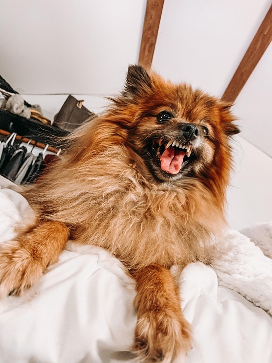 ポメラニアン 犬 愛らしい Pixabayの無料写真