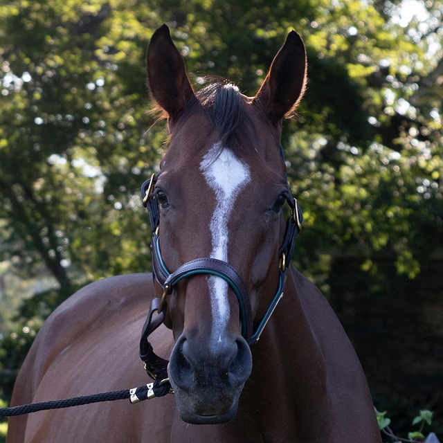 Free Brown Equine Horse On Lead Rope photo and picture