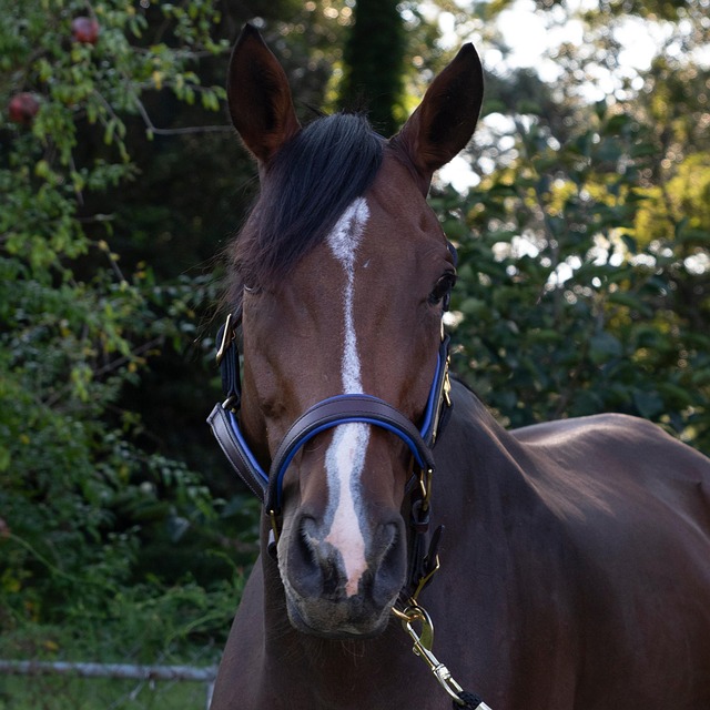 Free Dark Brown Equine Alert Horse photo and picture