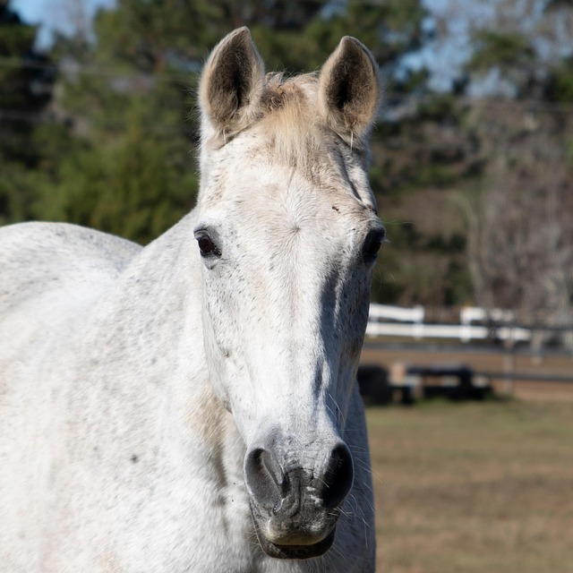 Free Equine White Horse photo and picture