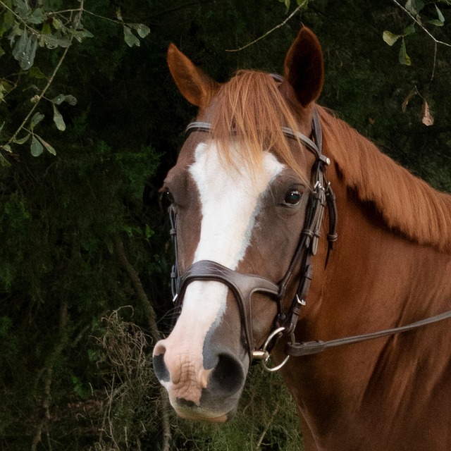 Free Horse Head photo and picture