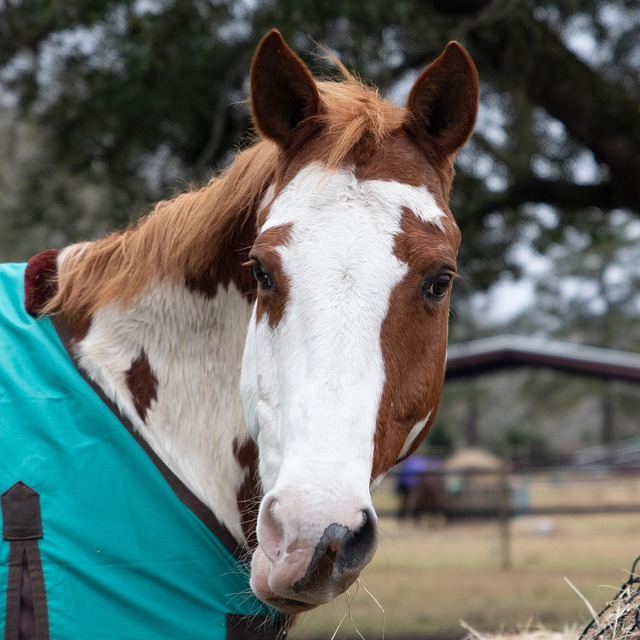 Free Paint Horse Equine photo and picture