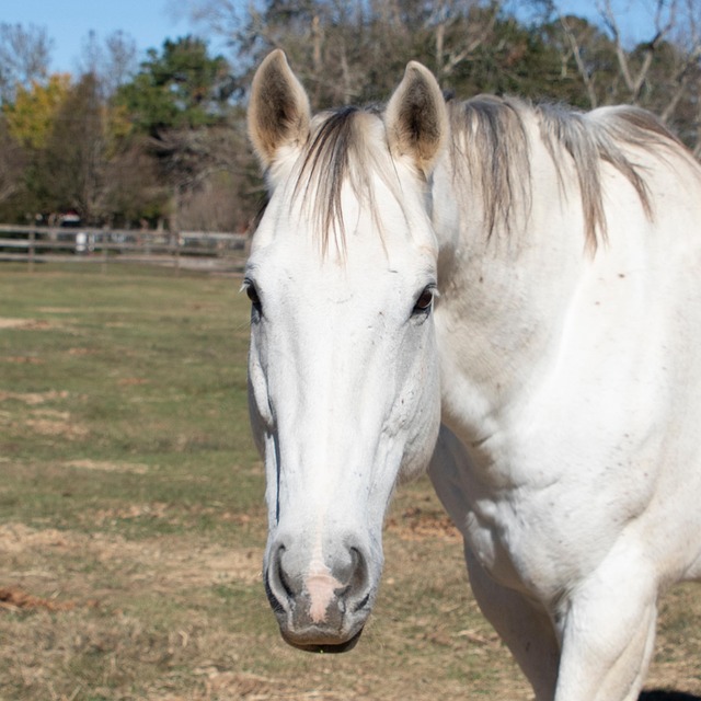 Free White Quarter Horse Equine photo and picture