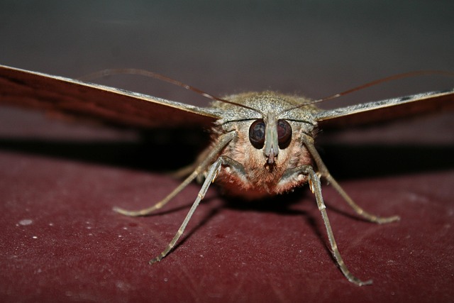 Free Butterfly Insect photo and picture