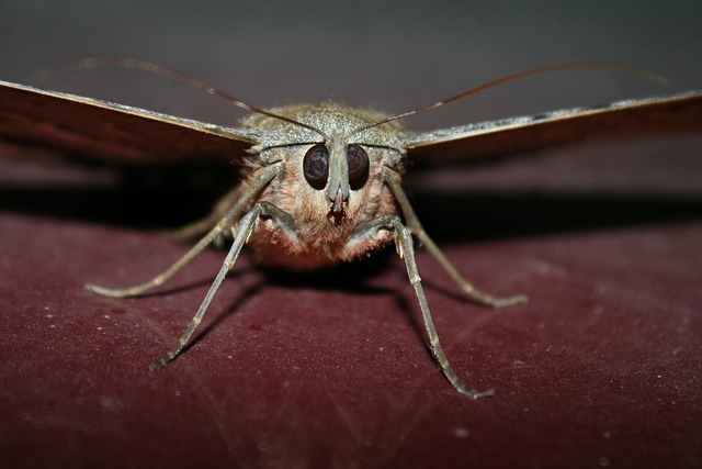 Free Butterfly Insect photo and picture